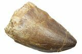 Fossil Mosasaur (Thalassotitan) Tooth - Morocco #364039-1